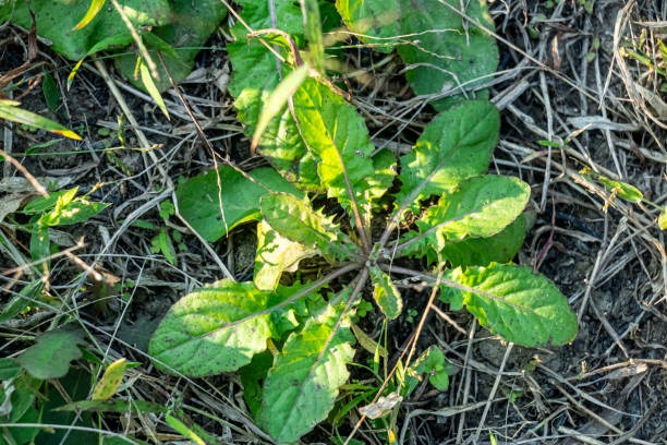 Herbs for the Soul Garden Practices for Inner Healing